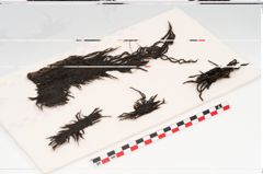 Foto von Textil (NHMW-PRAE-126323)